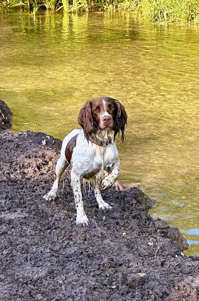 Luna the English Springer Spaniel house sitting in England
