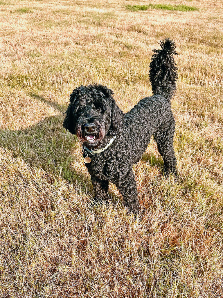 Jasper 1 copy house sitting in England