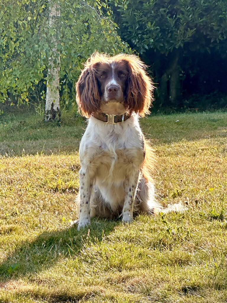 Luna backlit 1 house sitting in England