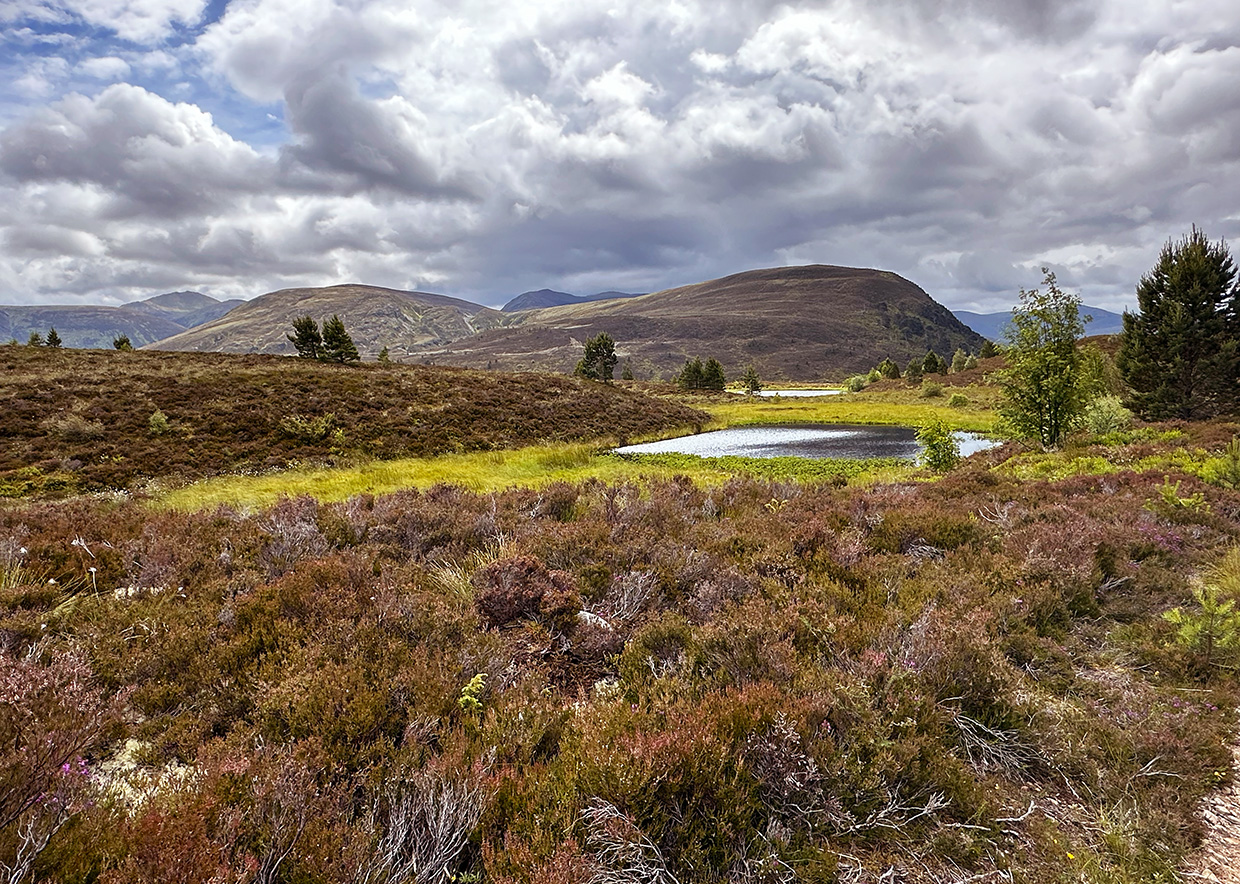 Near Ryvoan Bothy Cairngorms National Park, Scotland