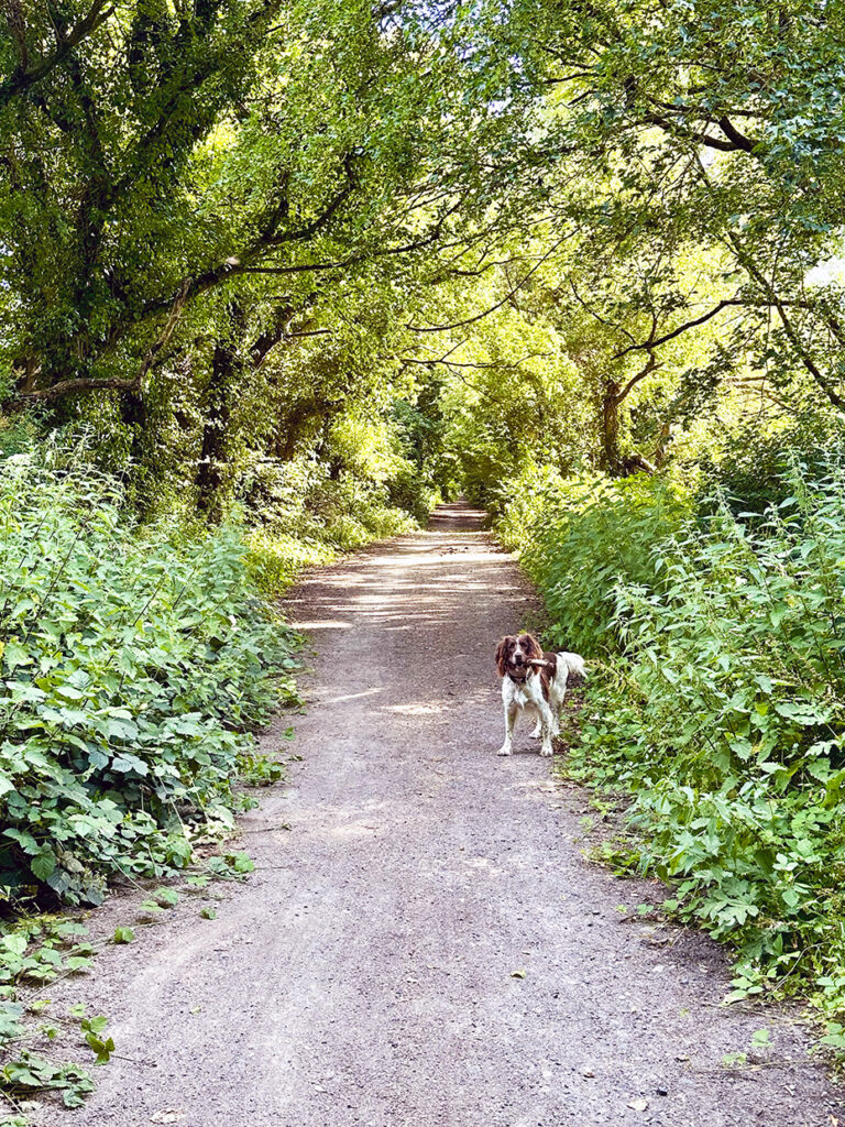 Walking Meon Valley Luna copy house sitting in England