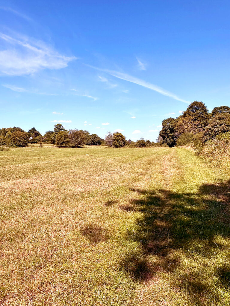 Walking in Hampshire 1 copy house sitting in England